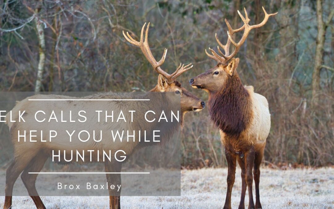 Elk Calls That Can Help You While Hunting