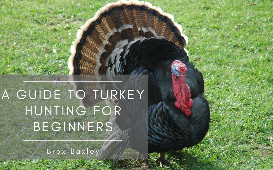A Guide to Turkey Hunting for Beginners