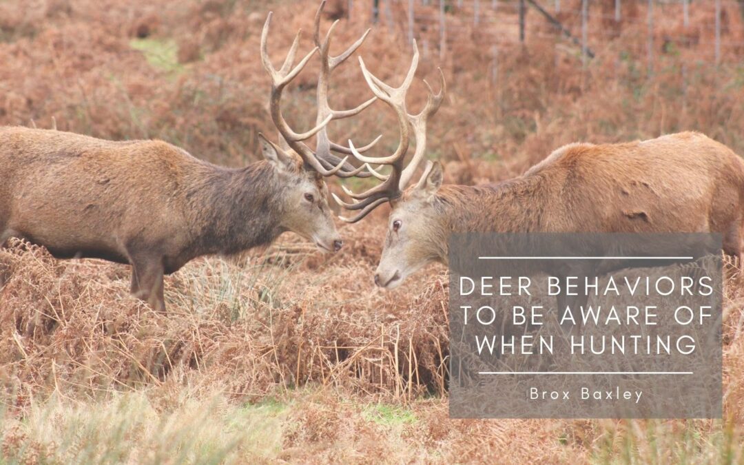 Deer Behaviors to Be Aware of When Hunting