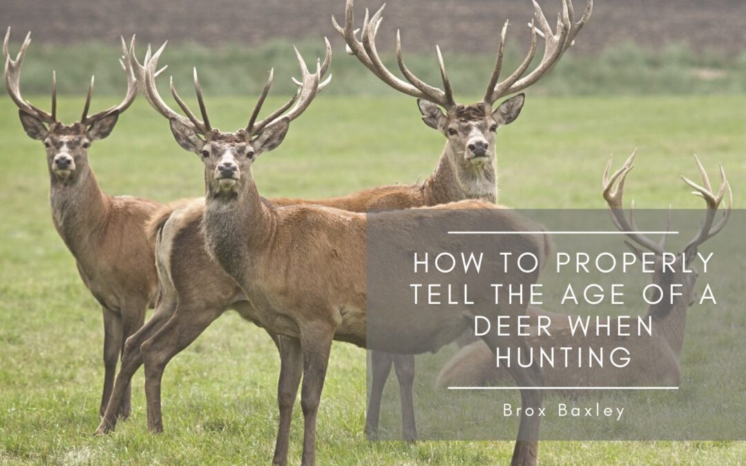 How to Properly Tell the Age of a Deer When Hunting