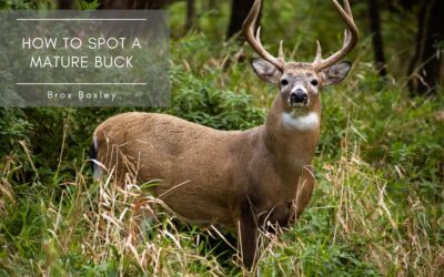 How to Spot a Mature Buck