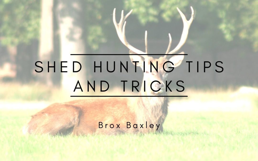 Shed Hunting Tips and Tricks