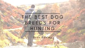 The Best Dog Breeds For Hunting