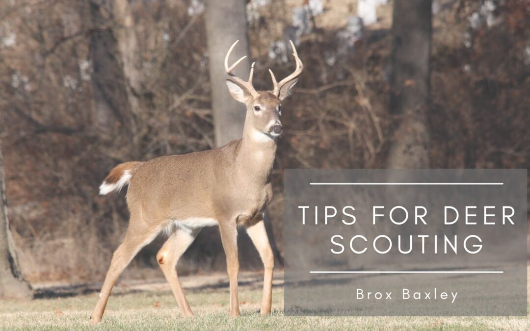 Tips for Deer Scouting