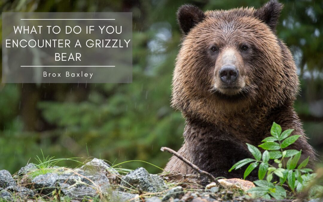 What to Do If You Encounter a Grizzly Bear